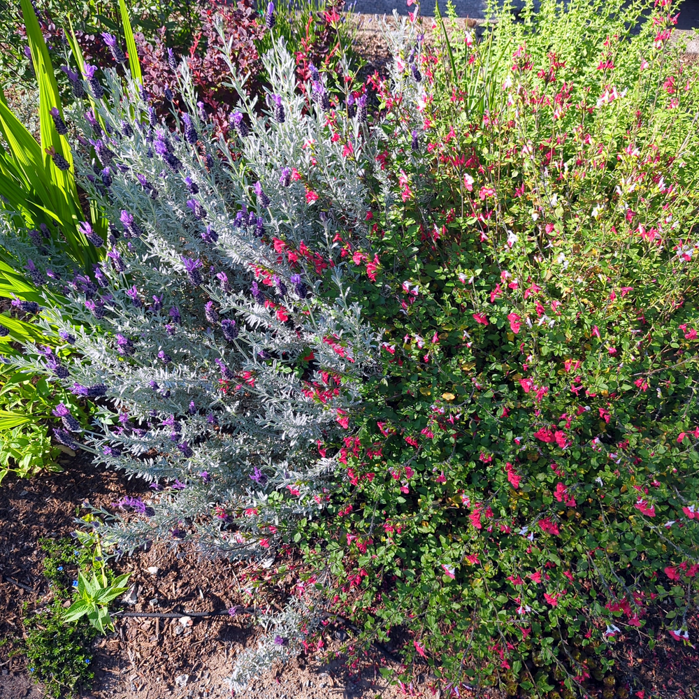 Parking Strip Conversion