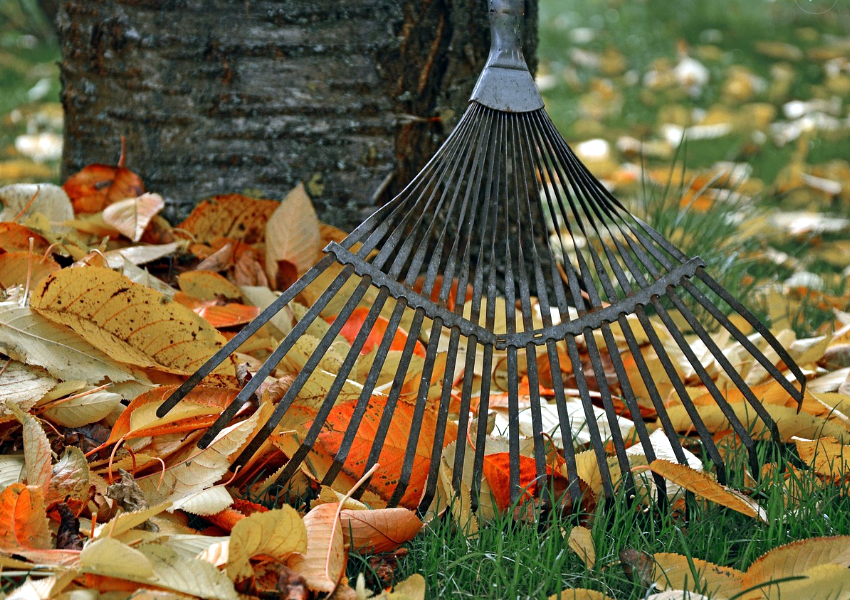 Seasonal Cleanup